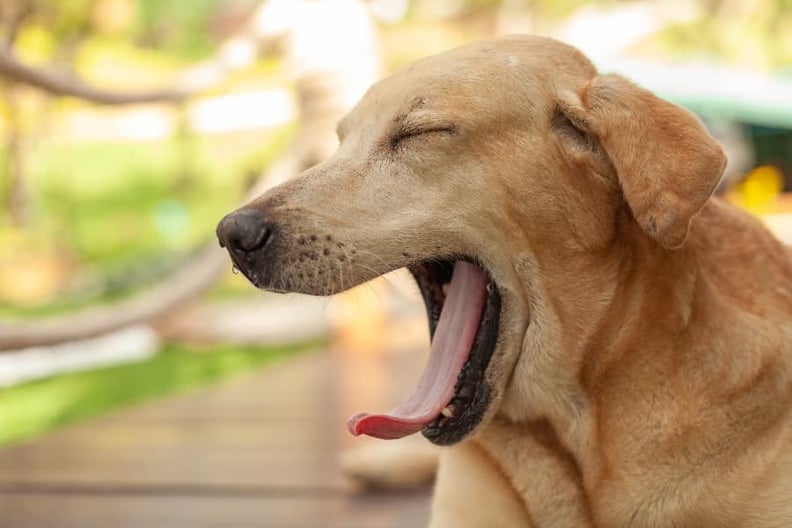 View of Ultimate Guide to Dealing with Dog Anxiety and Reducing Stress